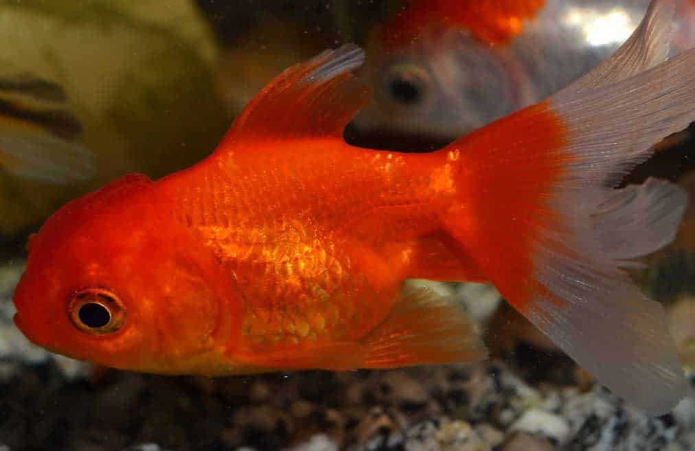 Un poisson rouge voile de chine