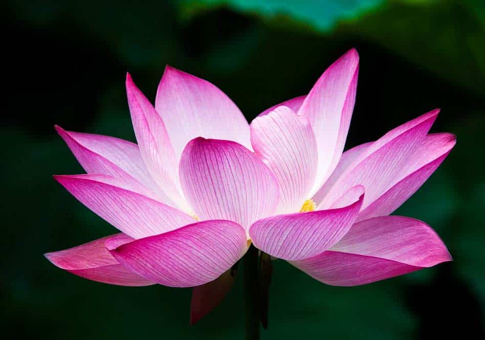 Une jolie photo d'une fleur de lotus de couleur rose/viollet
