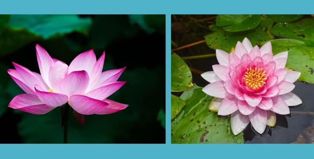 Photos qui permet de bien reconnaitre un lotus d'un nénuphar. Le lotus est à gauche et le nénuphar à droite