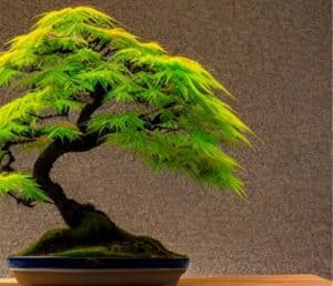Photo d'un bonsaï érable du japon (acer)