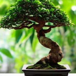 Photo d'un bonsaï Ficus
