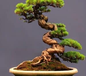 Un bonsaï Pinus