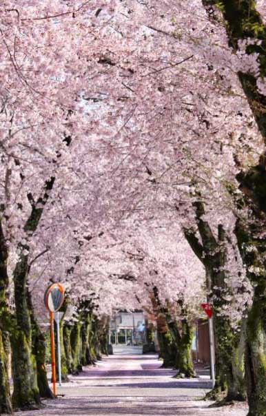 Une allée bordée de cerisiers en fleurs 