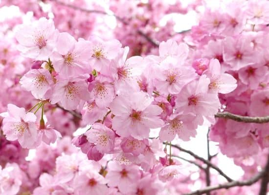 Les fleurs d'un cerisier japonais (2)