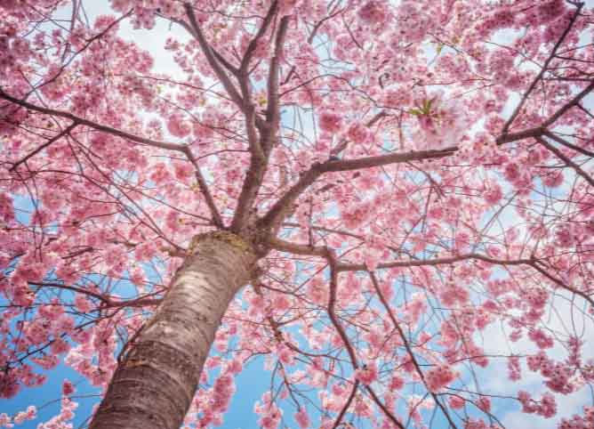 Photo d'un cerisier japonais en fleurs