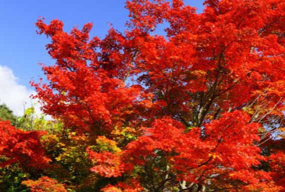 Un superbe érable japonais de couleur rouge