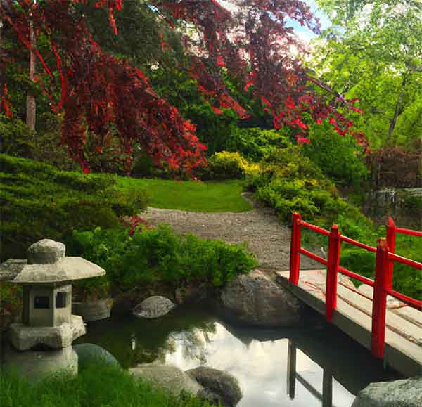jardin japonais , ruisseau et pont