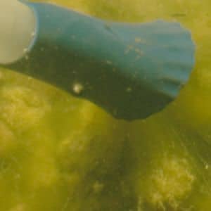 Embout algue filamenteuse aspirateur Pondovac