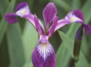 Zoom sur une iris versicolore