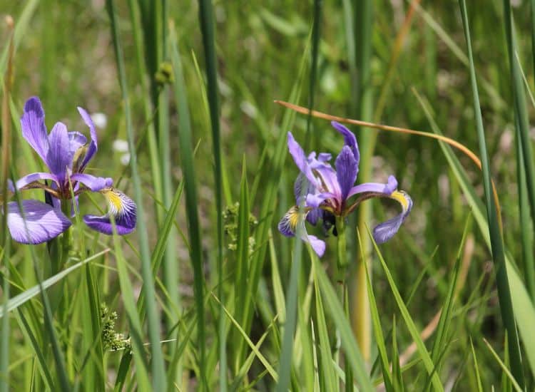 Deux iris versicolor en fleurs