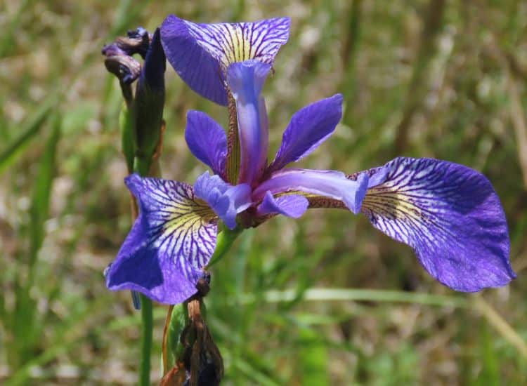 Zoom sur une iris versicolore (2)