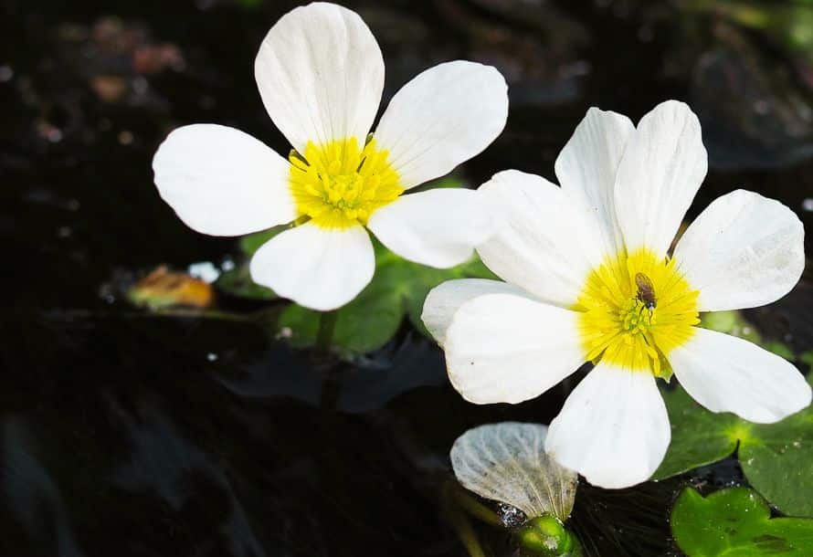 Photo de deux belles fleurs blanches de renoncule aquatique.