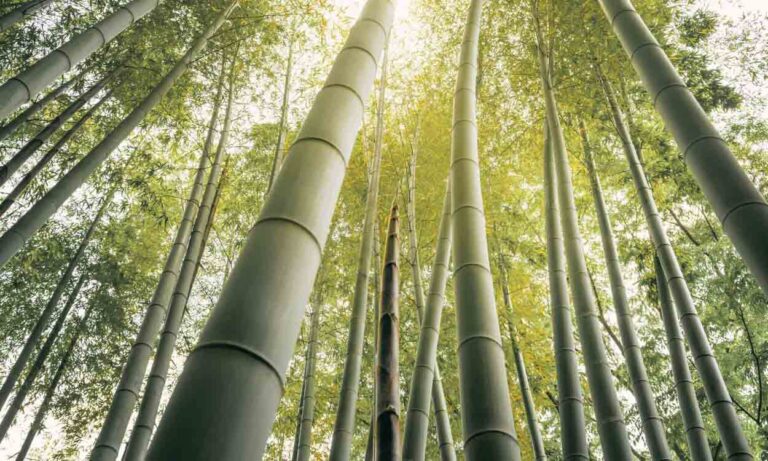 De grands bambous