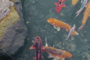 Des poissons dans un bassin