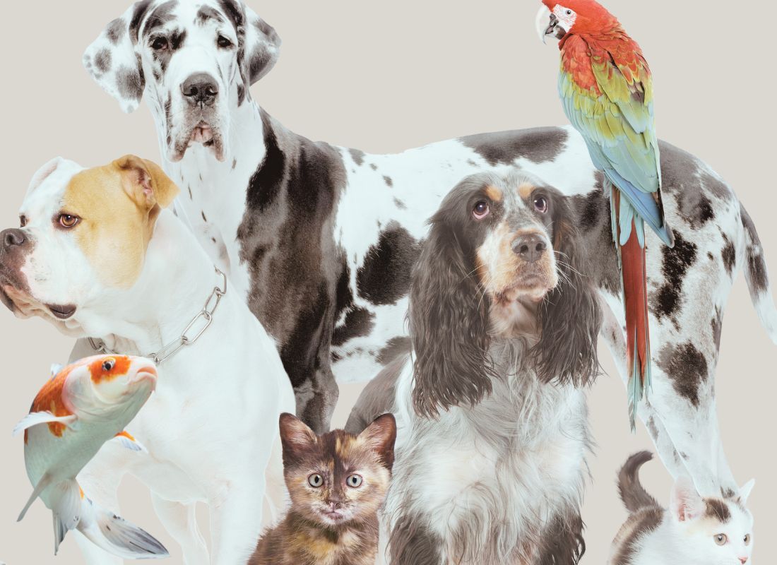 Plusieurs animaux ensemble : chien, chat , perroquet et carpe koi