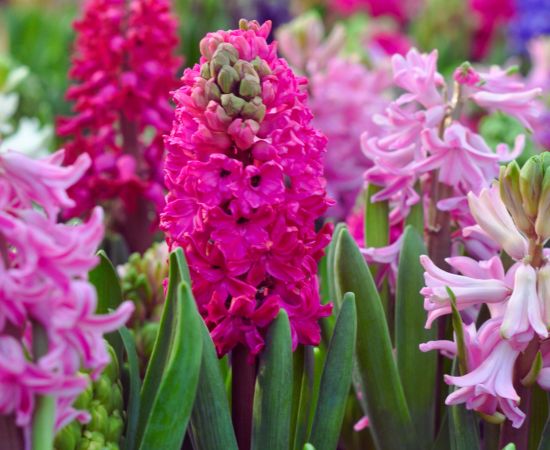 Des jacinthes de différentes couleurs en fleur 