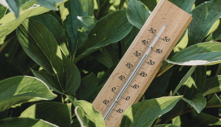 Un thermomètre au milieu d'une plante de jardin qui annonce 35 degrés