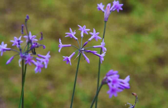 Tulbaghia violacea