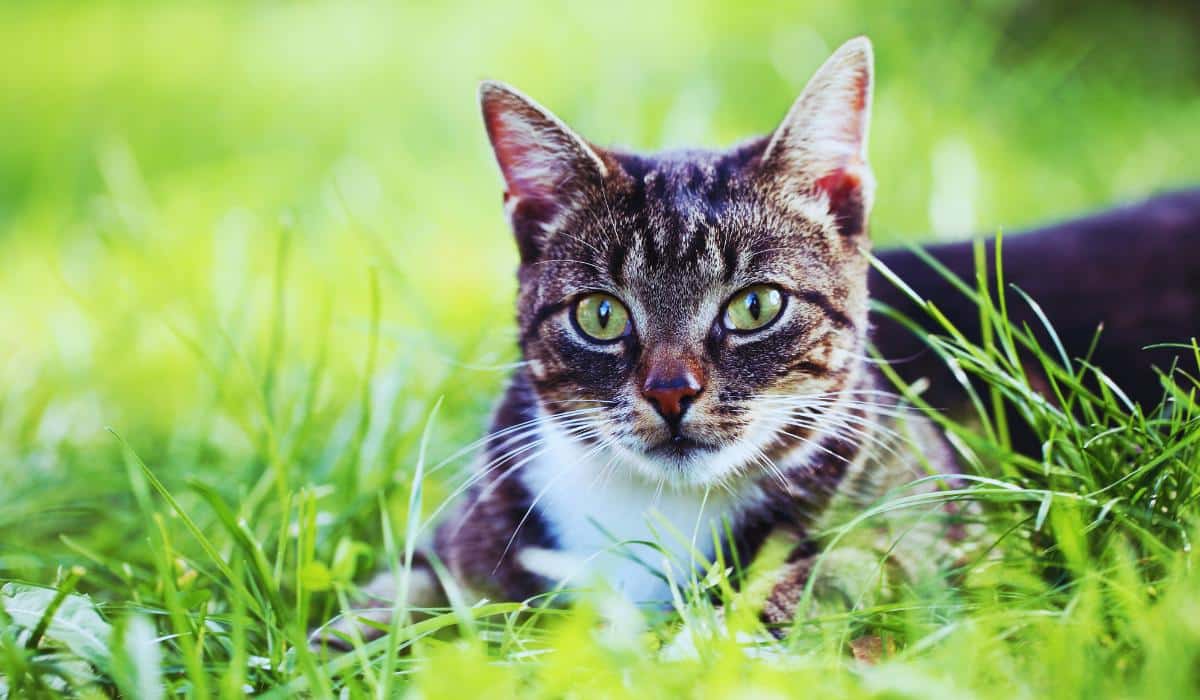 Un chat dans un jardin