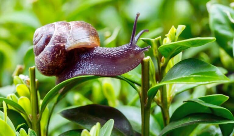 Zoom sur un escargot