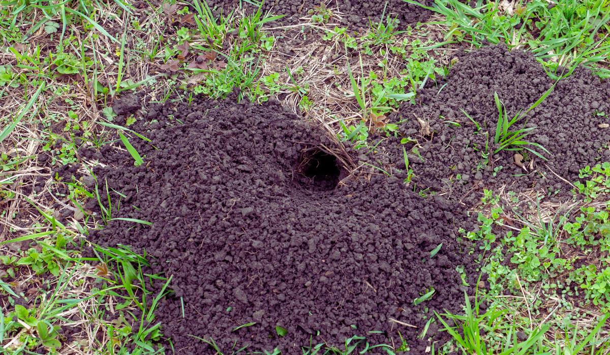 Un petit trou dans un jardin (le début d'une gallérie ?)