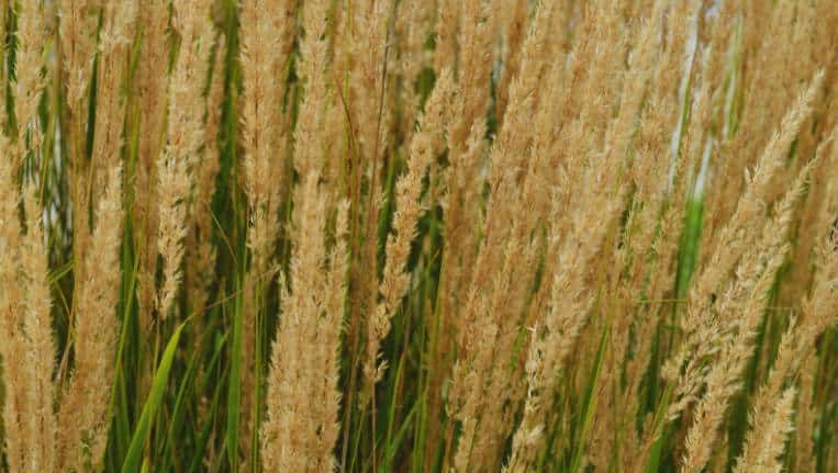 Le calamagrostis (Karl Foerster)