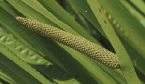 Zoom sur le spadice du Acorus calamus (acore odorant)