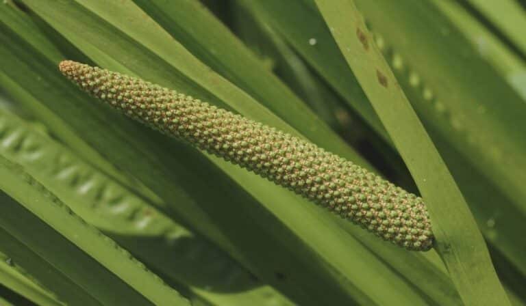 Zoom sur le spadice du Acorus calamus (acore odorant)