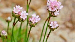 Zoom sur une Armeria maritima - Armérie maritime (gazon d'espagne)