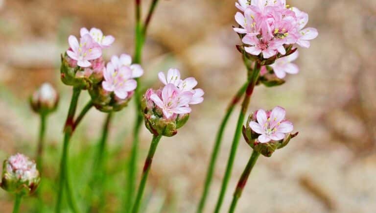 Zoom sur une Armeria maritima - Armérie maritime (gazon d'espagne)