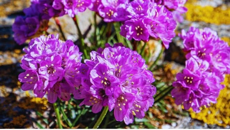 Zoom sur une Armeria maritima - Armérie maritime (œillet marin)