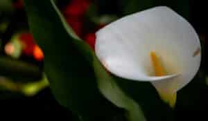 FLeur de l'Arum italicum (Arum d'Italie/Gouet d'Italie) 2
