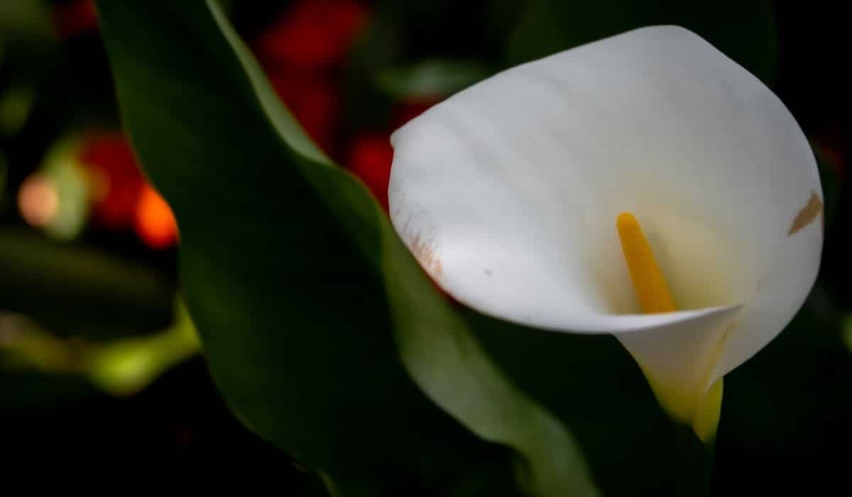 Fleur de l'Arum italicum (Arum d'Italie) spadice