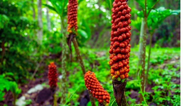 Les fruits rouges (baies rouges vives) de l'Arum italicum (Arum d'Italie/Gouet d'Italie)