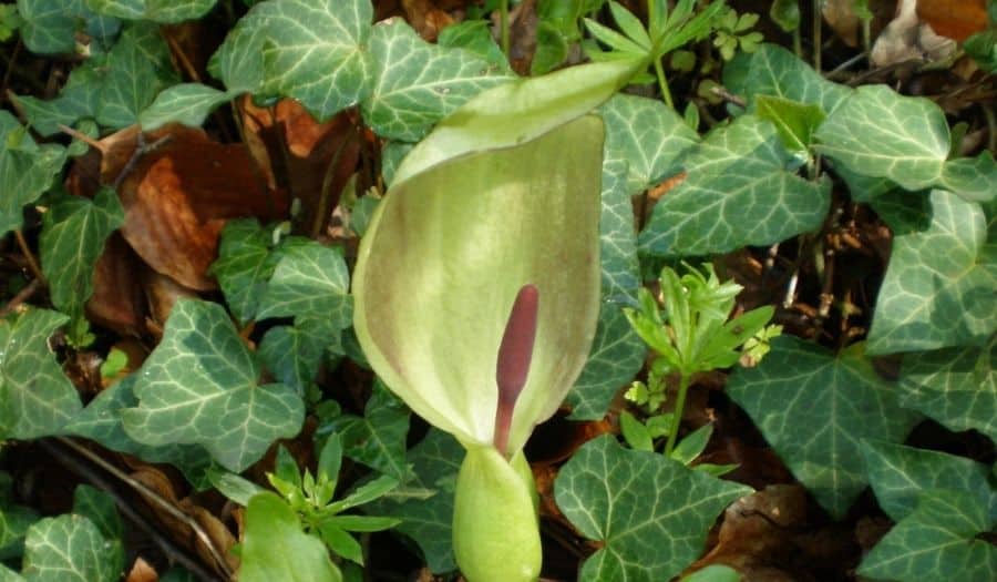 Fleur de l'Arum italicum (Arum d'Italie)