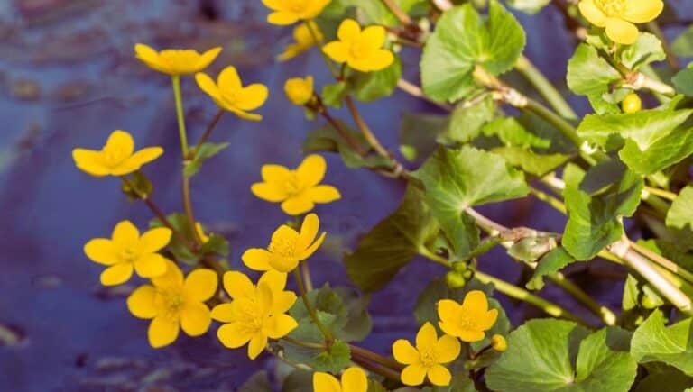 Caltha palustris (Populage des marais)