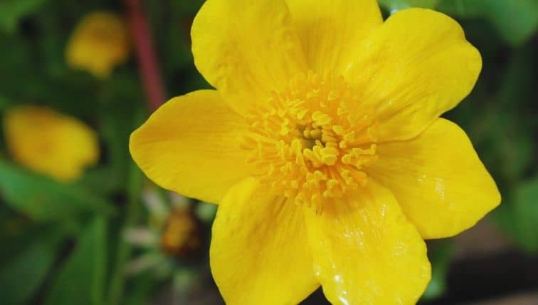 Zoom sur la fleur jaune d'un Caltha palustris (Populage des marais)