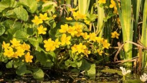 Une Caltha palustris (Populage des marais) dans l'eau d'un bassin