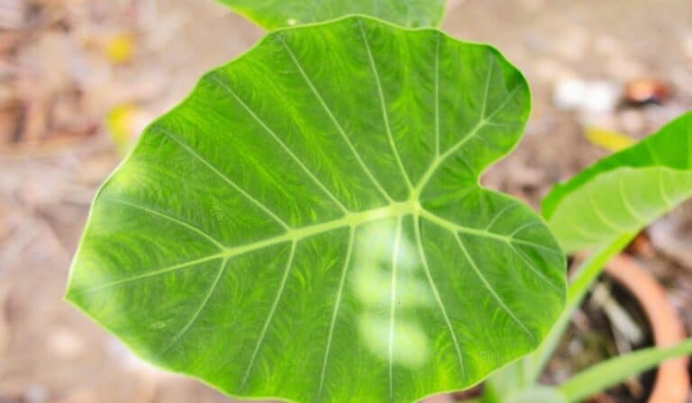 zoom su rune feuille de Colocasia esculenta - Taro - Oreille d'éléphant