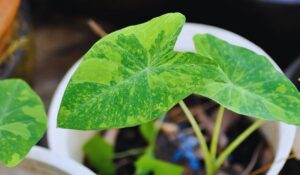 photo de Colocasia esculenta - Taro - Oreille d'éléphant