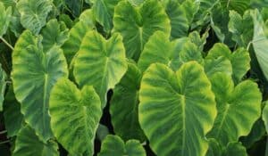 Colocasia esculenta - Taro - Oreille d'éléphant