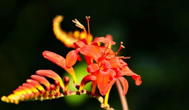Zoom sur une fleur de Crocosmia crocosmiiflora - Montbretia (fleur qu'on appelle parfois « crocosmie », « étoiles filantes », ou encore localement « fleur de Saint Valentin »)