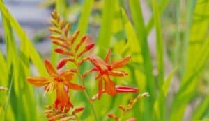 Crocosmia crocosmiiflora - Montbretia
