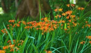 Crocosmia crocosmiiflora - Montbretia 3