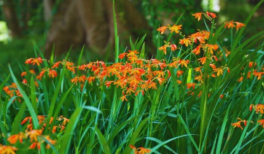 Crocosmia crocosmiiflora - Montbretia