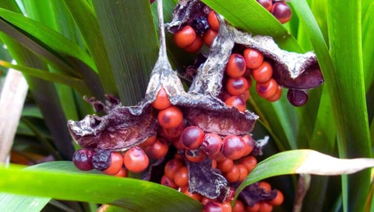 Zoom sur les fruit de Iris-foetidissima