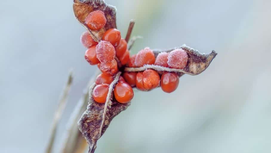 Iris-foetidissima gelée