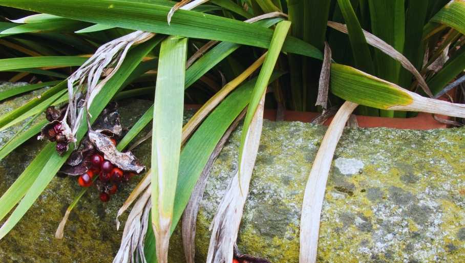 Iris-foetidissima