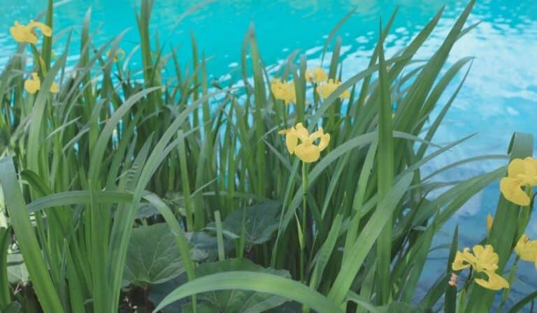 Iris pseudacorus - Iris des marais - Iris jaune au bord d'une bassin