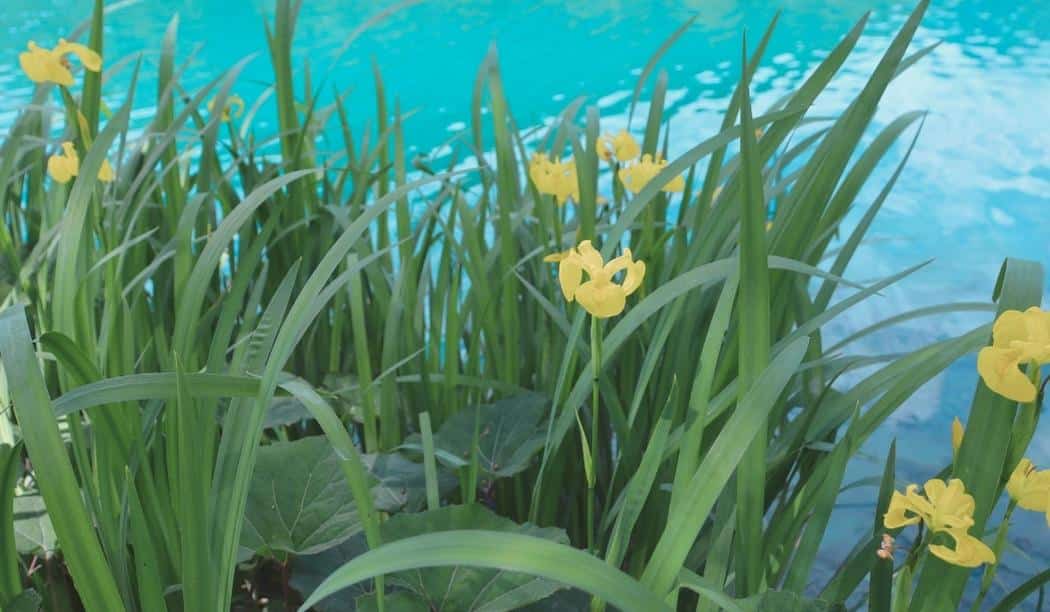 Iris pseudacorus - Iris des marais - Iris jaune au bord d'un bassin